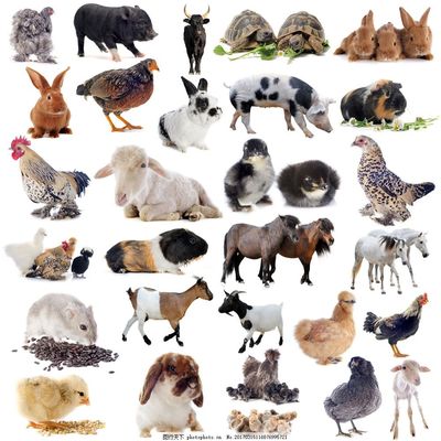 家禽動物概述 人類飼養的重要伴侶