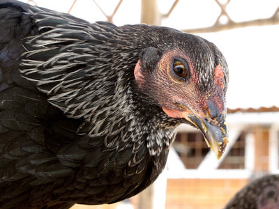 黑雞在家禽飼養場中的生態養殖與經濟效益