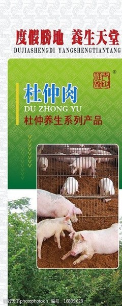 探索杜仲豬肉 健康家禽肉類的新選擇